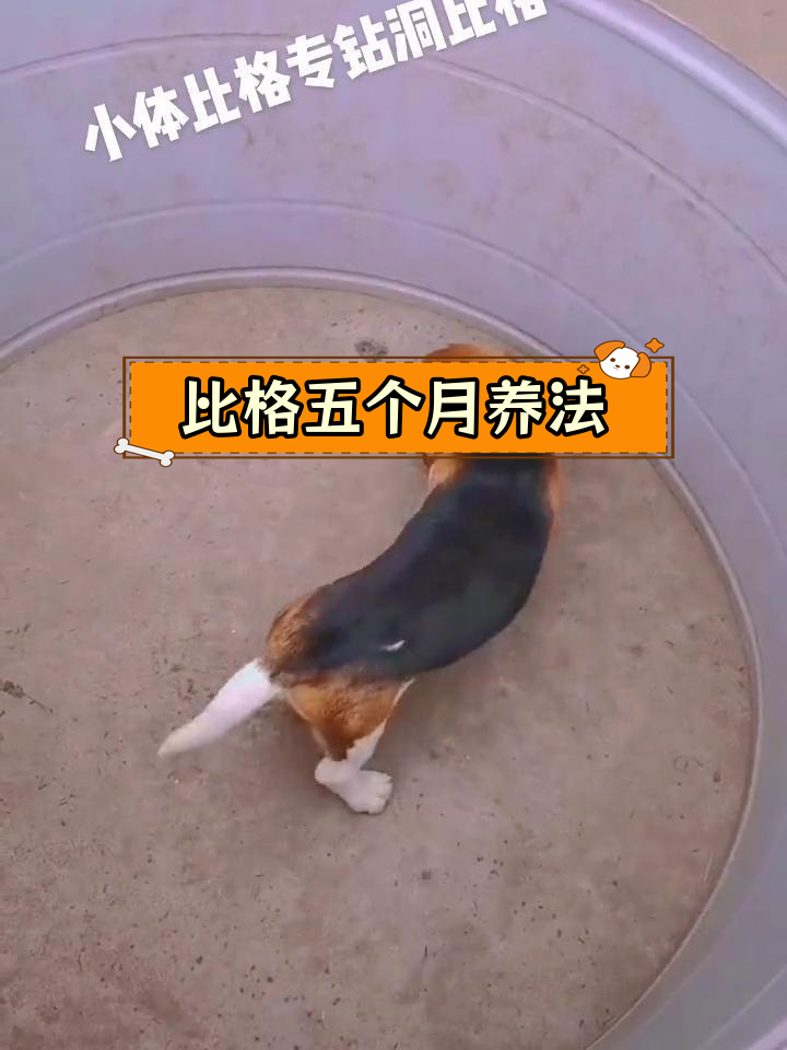 五个月比格犬养护全攻略
