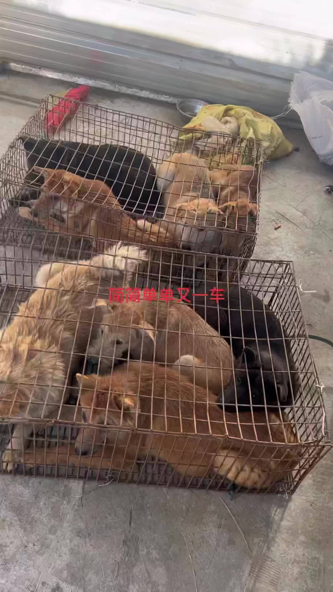 简单而不平凡的生活！肉狗养殖 狗贩子 狗场 养狗人 菜狗