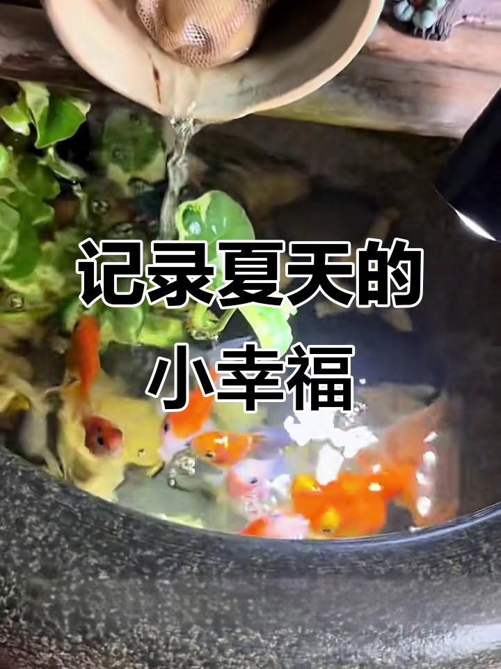 夏日小美好，狗狗、金鱼和兰花的日常