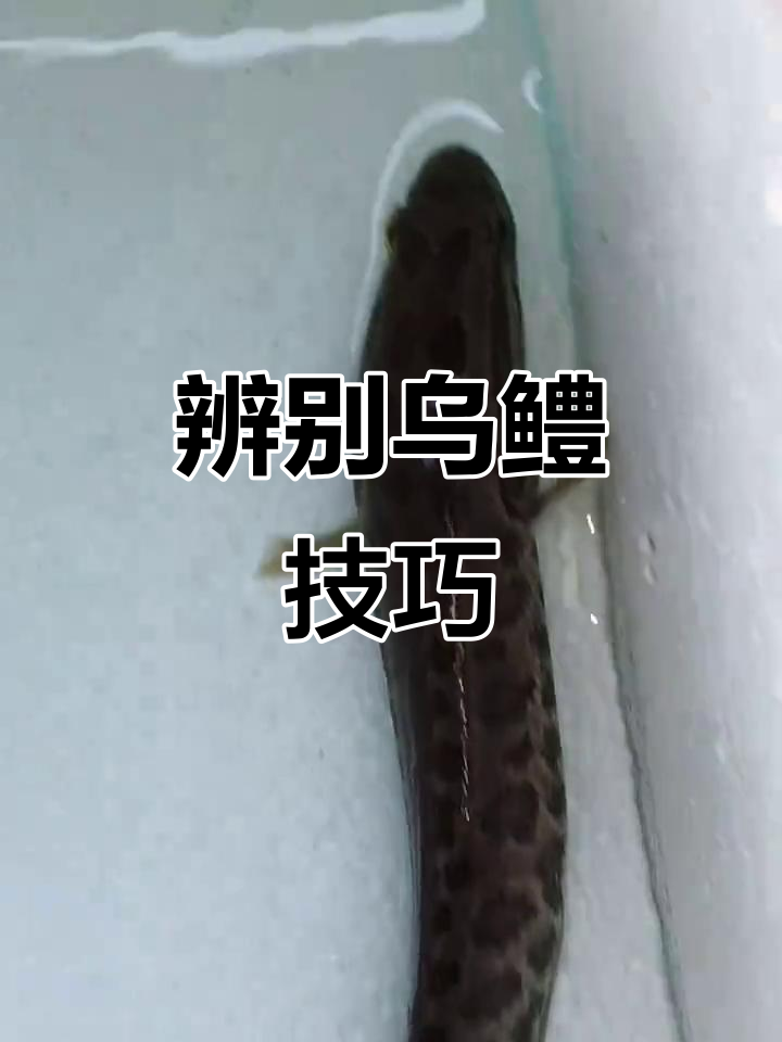 纯种乌鳢头部比例明显，与杂交鳢区别大