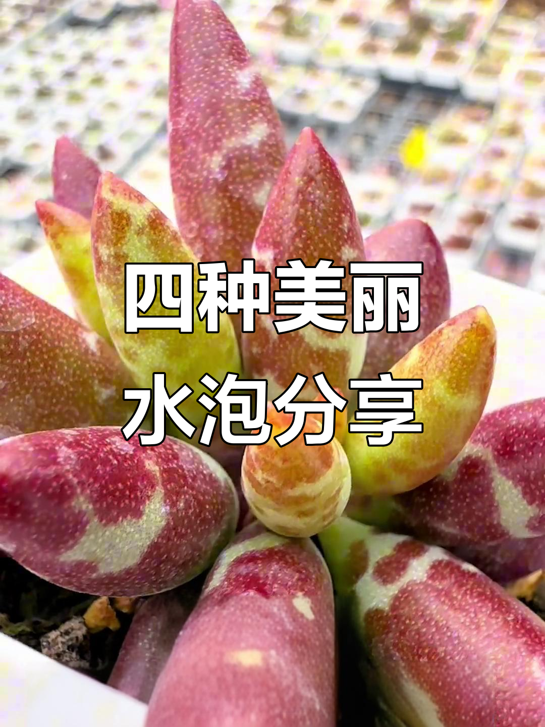 每天四颗水泡,梅花鹿、春彩、大鱼海棠等超可爱多肉植物来袭
