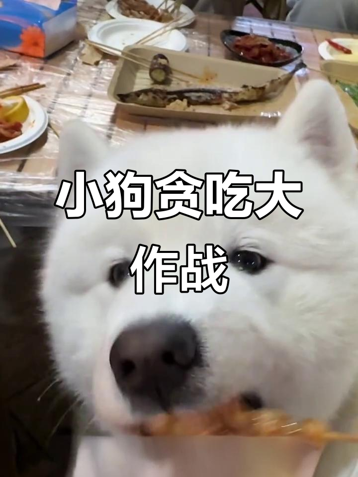 萨摩耶狗狗的吃货日常,烤鸡脆骨、草莓蛋糕统统来一口