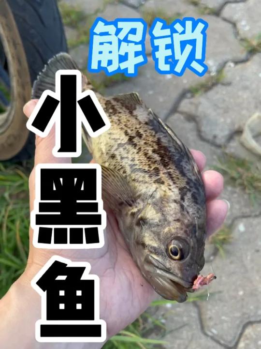 钓获小黑鱼