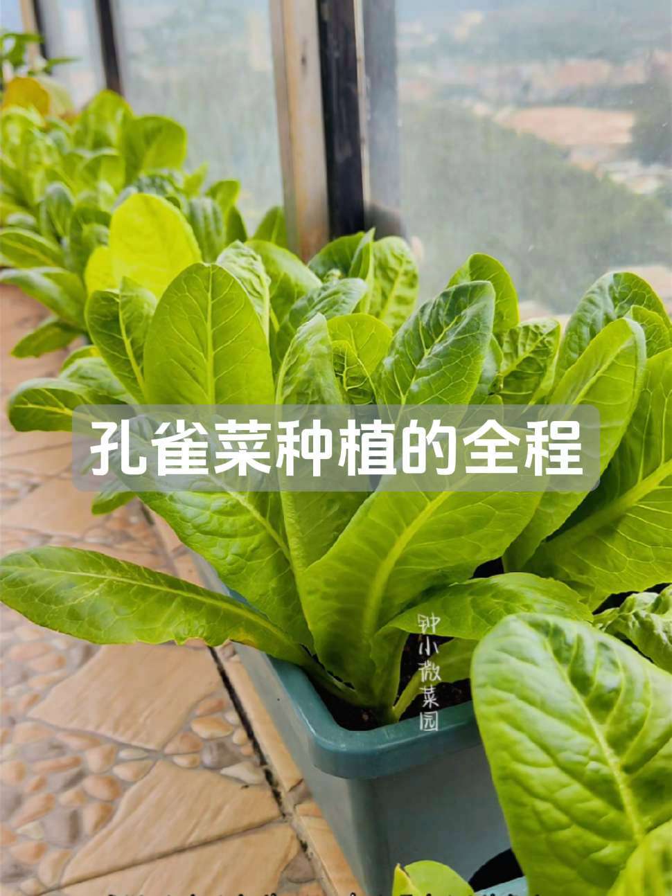 你们要找的孔雀菜种植教程在这里哦 阳台种菜 盆栽蔬菜 孔雀菜 快菜