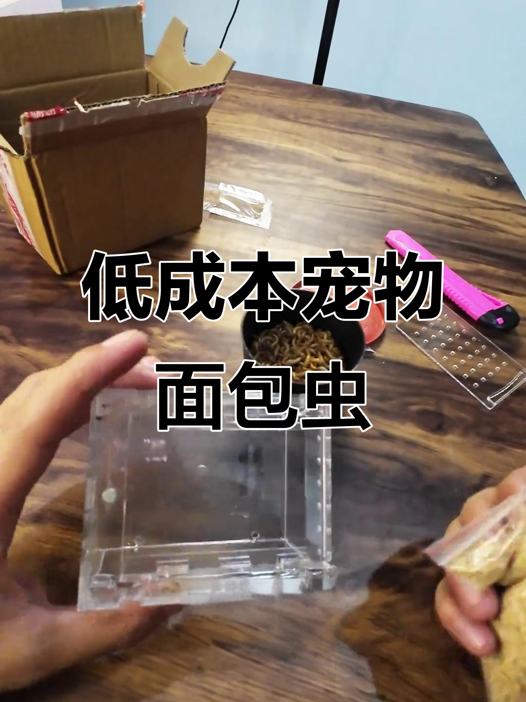 十元以内能养的宠物，面包虫如何饲养？