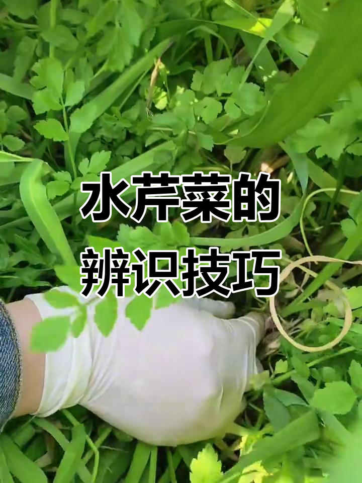 如何辨别水芹菜的特征,根红叶细长