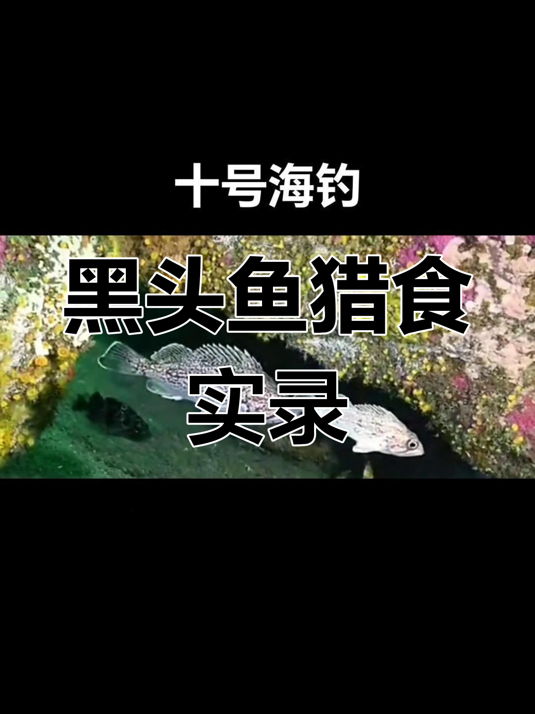 青岛船钓黑头鱼,凶猛肉食性鱼类捕食瞬间揭秘