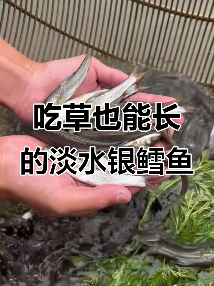 草食淡水银鳕鱼,一年长三斤,最大能到三十斤
