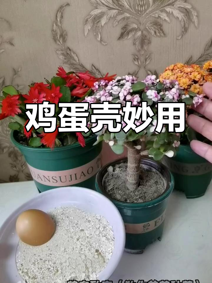 鸡蛋壳别丢,晒干碾碎后加土里,养花效果杠杠的!