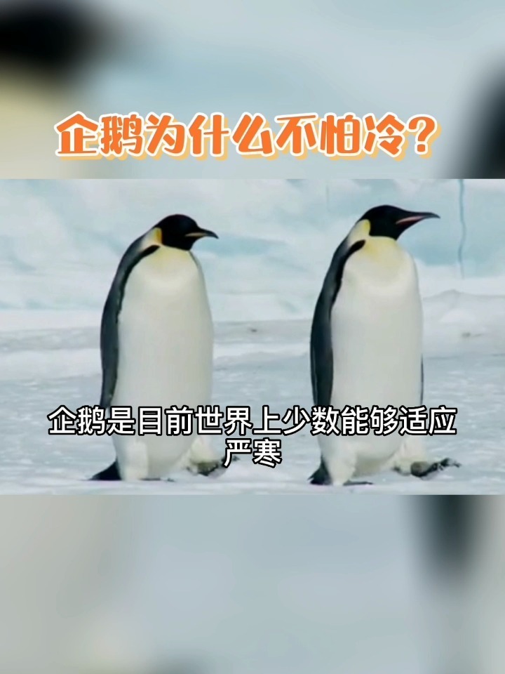 企鹅为什么不怕冷?知识科普