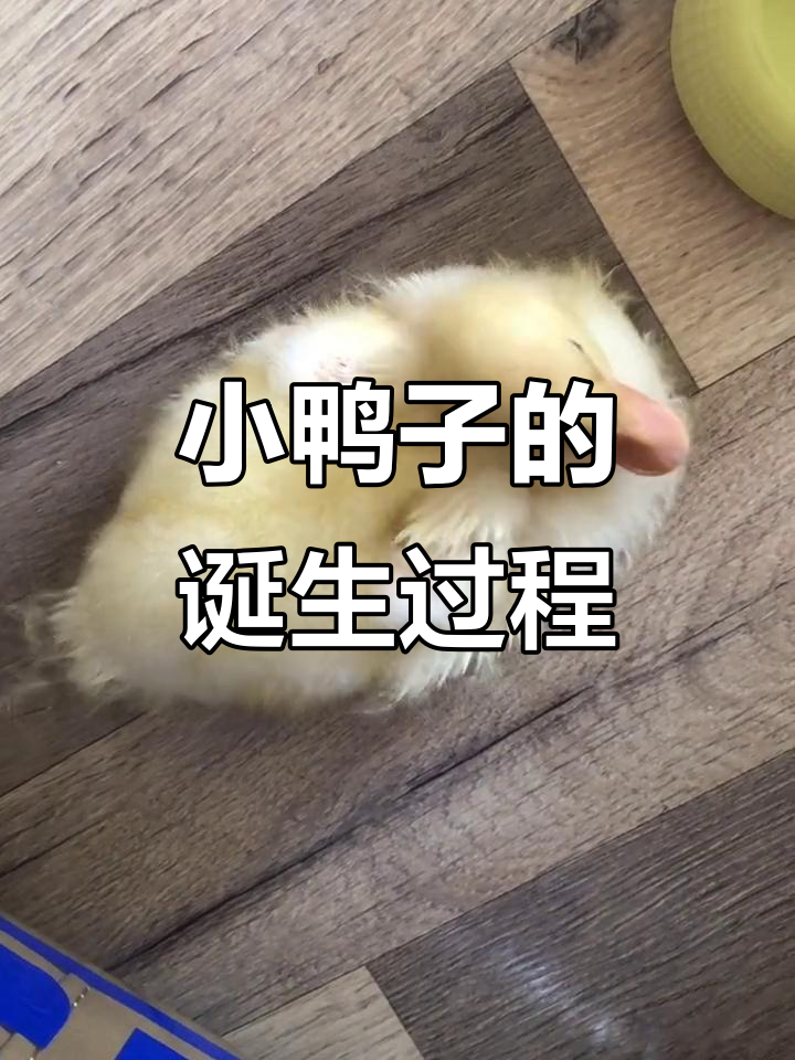 柯尔鸭孵化全过程：从蛋到小鸭子，28天成长记