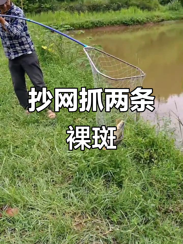 农村捕捞裸斑鱼,两条大货轻松搞定