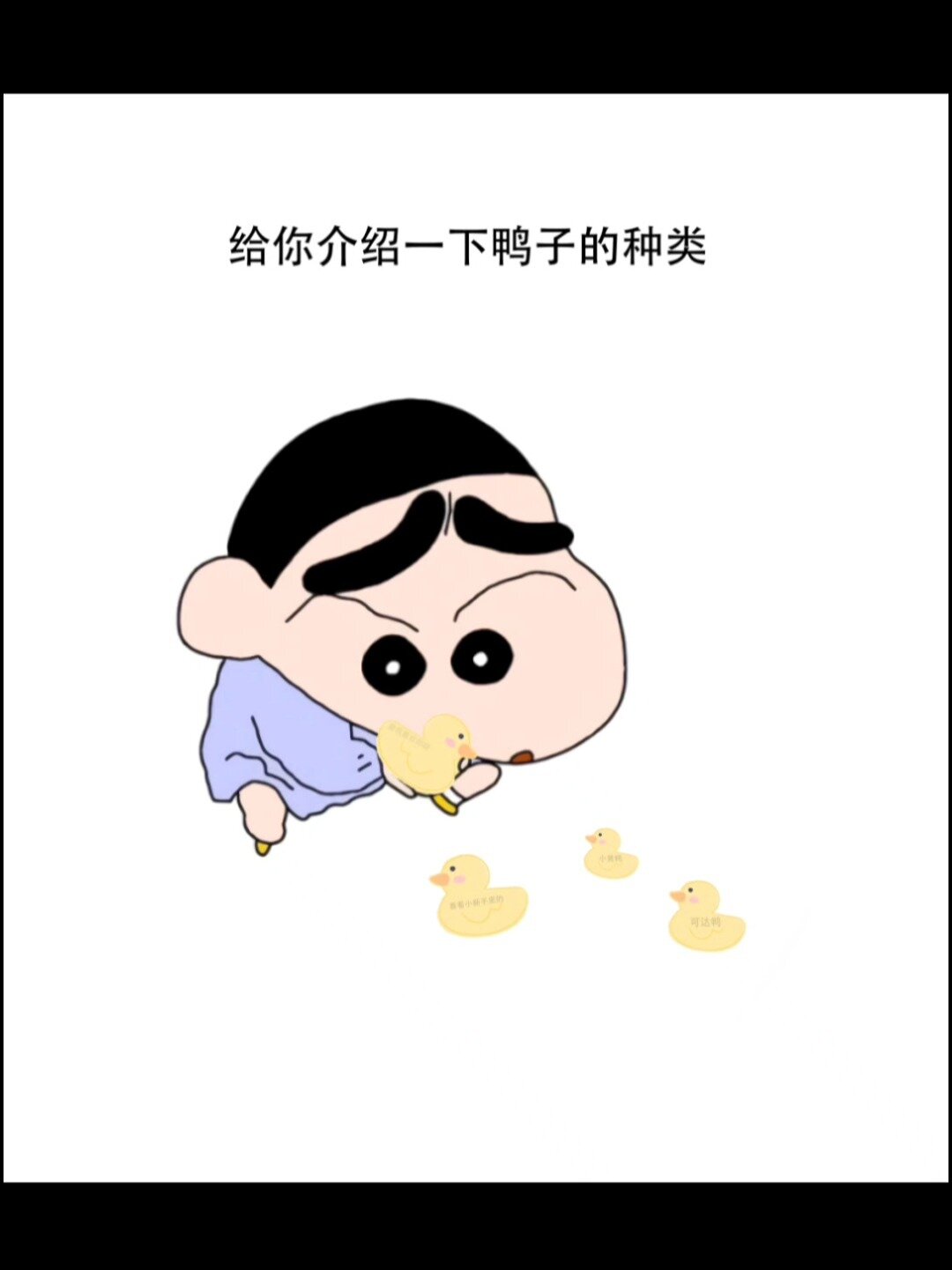 给你科普一下鸭子的种类