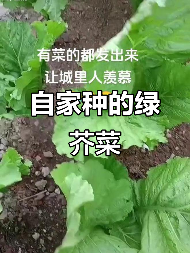小菜园里的绿色希望,纯天然芥菜生长记