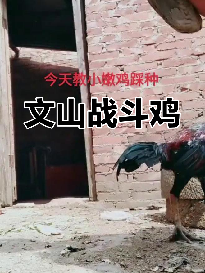 云南文山斗鸡养殖技术揭秘
