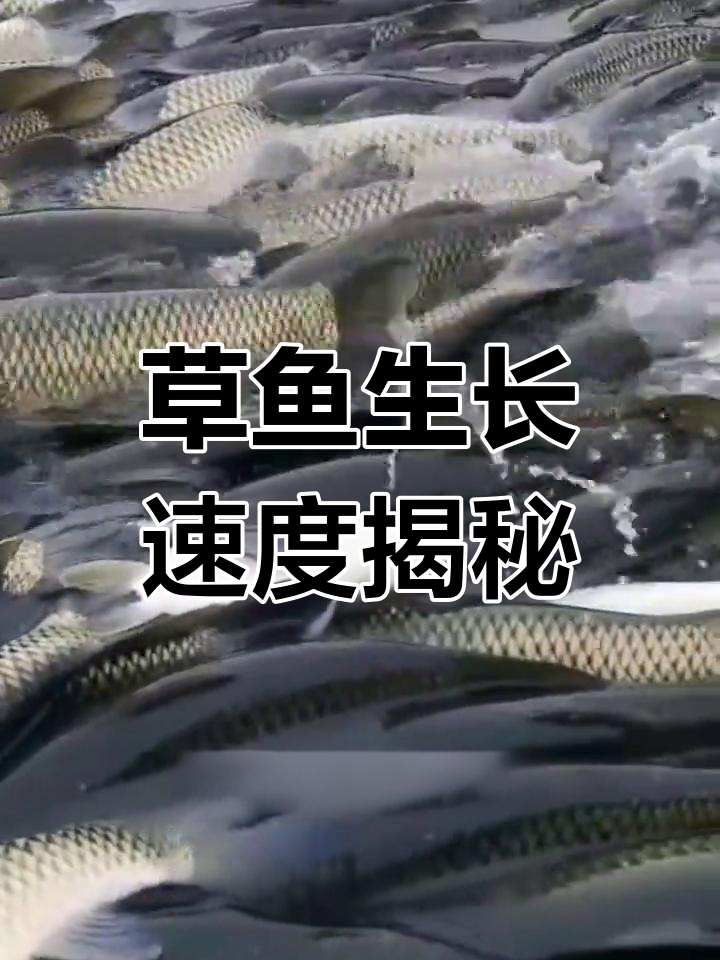 草鱼喂草一年能长多少斤?