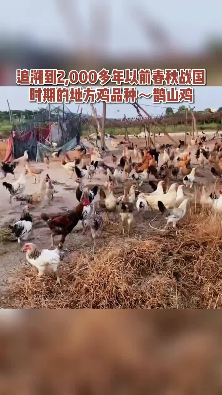 新农人计划2022 云枫教你学养殖 六一就是要快乐呀 三农 我的乡村生活 种养结合新三农 