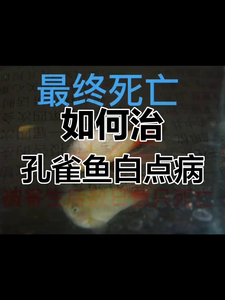 孔雀鱼白点病如何治疗?简单有效的应对方法