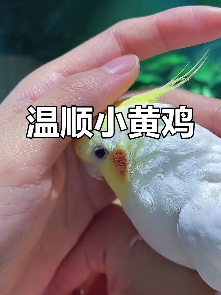 小黄鸡的乖巧时刻,玄凤鹦鹉的日常互动
