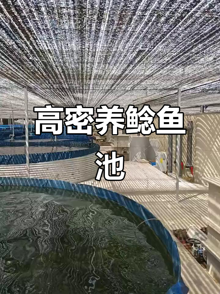 镀锌板帆布鱼池养殖现场,高密度循环水设计