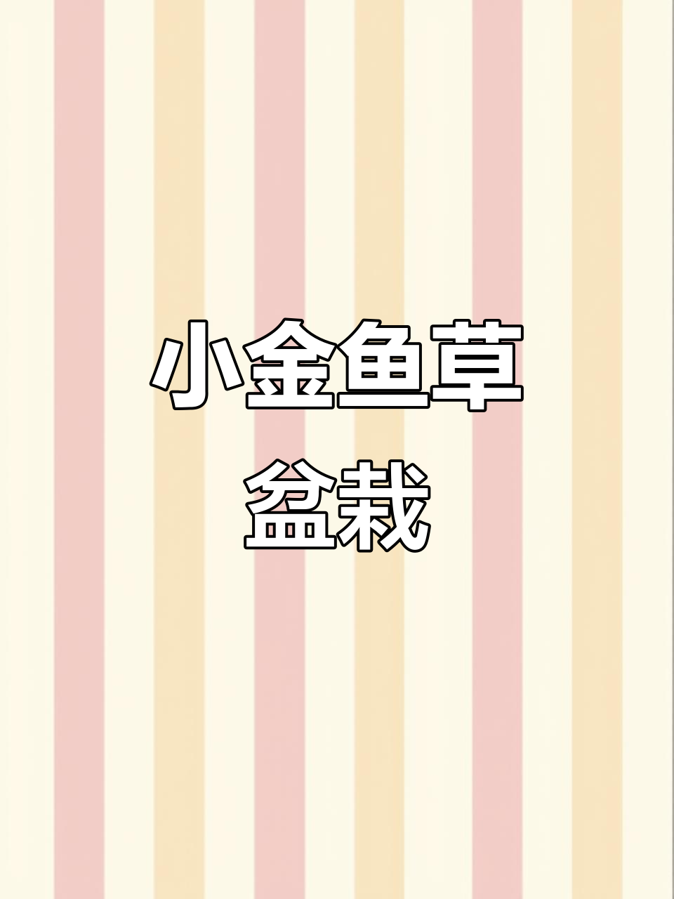 金鱼草盆栽,三棵苗带花苞发货,粉色黄色任你选