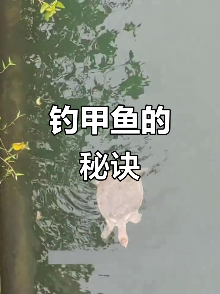 将猪肝晒干，巧妙插钩，甲鱼轻松上钩！