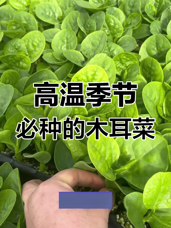 夏季高温必备!木耳菜苗来了,阳台小院轻松种