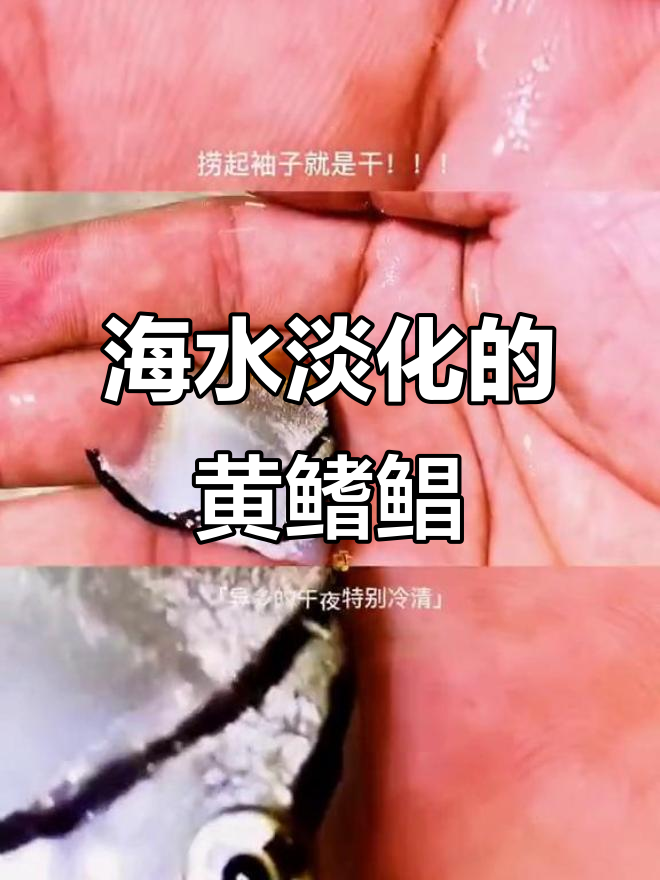 黄鳍鲳:海水淡化新宠,美丽又神秘