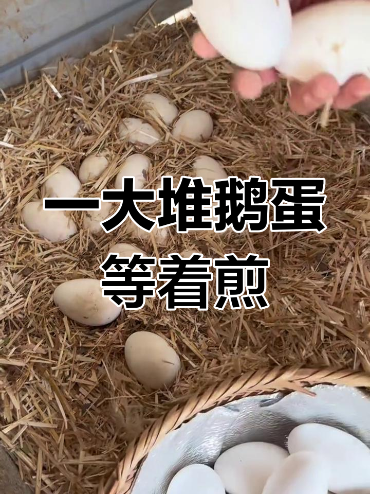 发现一大窝鹅蛋,妈妈煎得火热!