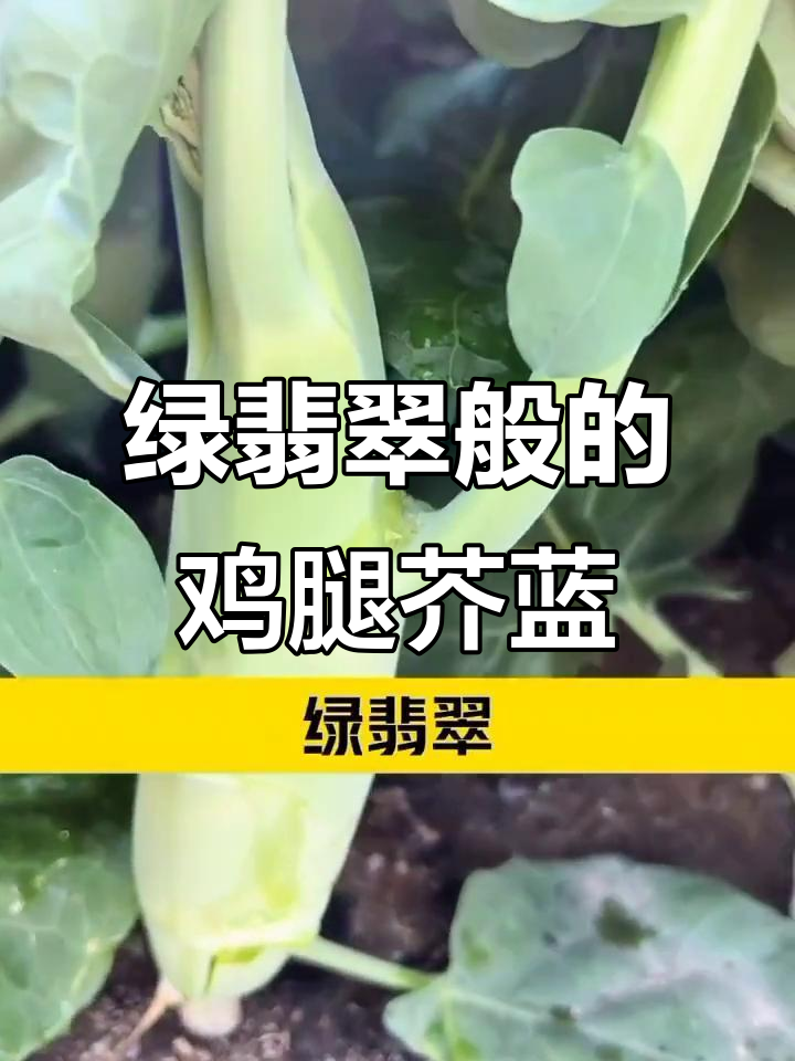 鸡腿芥蓝:比肉还香的蔬菜,营养价值堪比牛羊肉