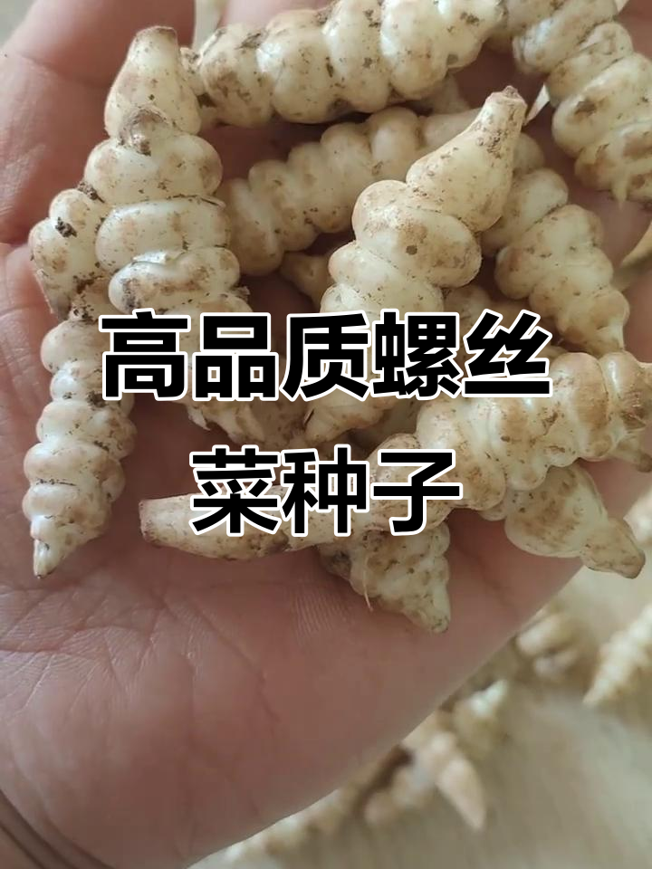 螺丝菜种子精选上市，质量上乘均匀饱满