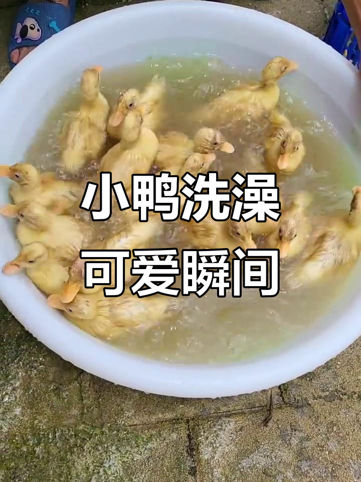 小鸭洗澡全程记录，萌态十足