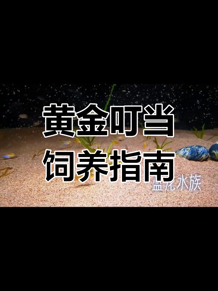 黄金叮当:小巧美丽的卷贝鱼