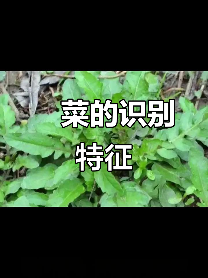 蔊菜,草本植物,高20-50厘米,毛少或无