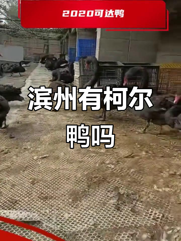 滨州市哪里能见到柯尔鸭?白羽鸭与宠物鸭的区别