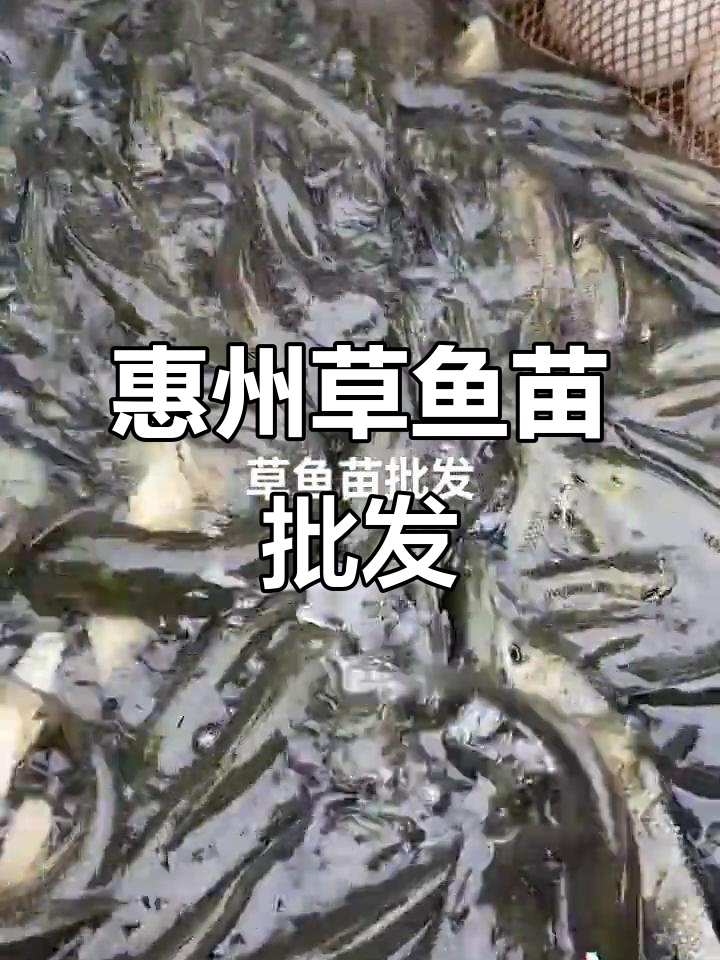 惠州鱼苗场草鱼批发,质量保证