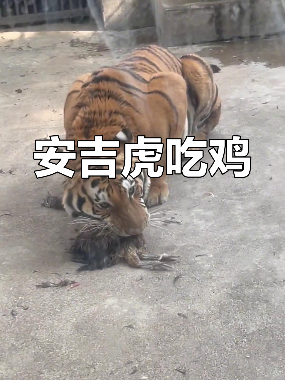 老虎抓鸡成功,安吉草原动物园精彩瞬间