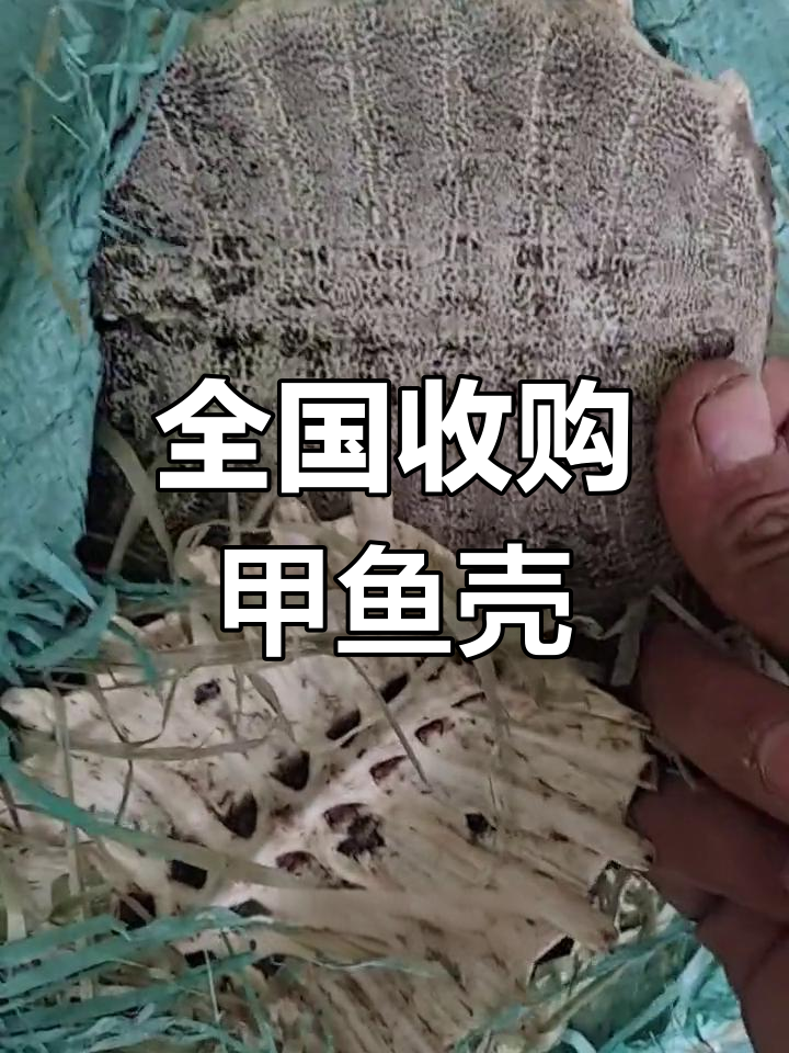 甲鱼壳收购,中药材别错过
