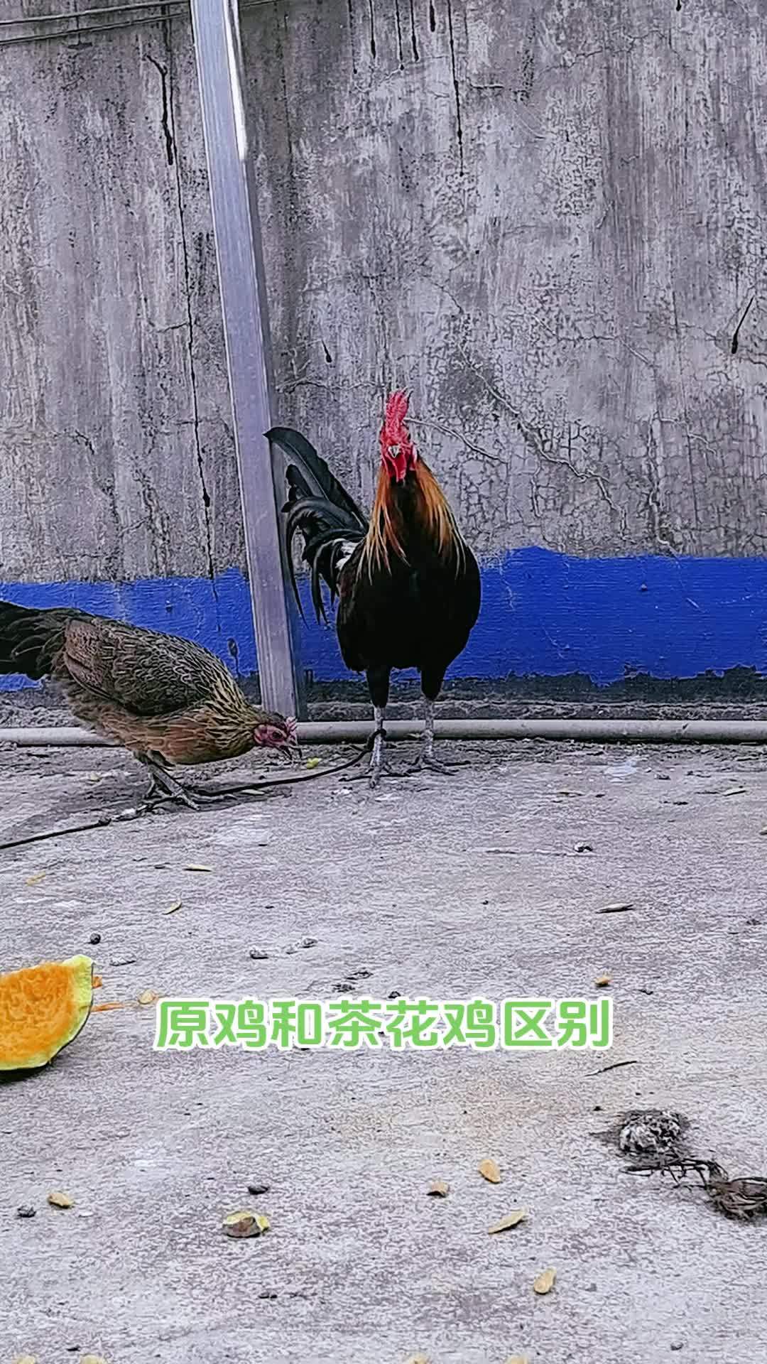 三农 养殖 养鸡 农村散养土鸡 茶花鸡 原鸡和茶花鸡一代和二代的区别