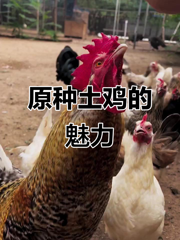 纯血统老品种柴鸡，散养更亲家