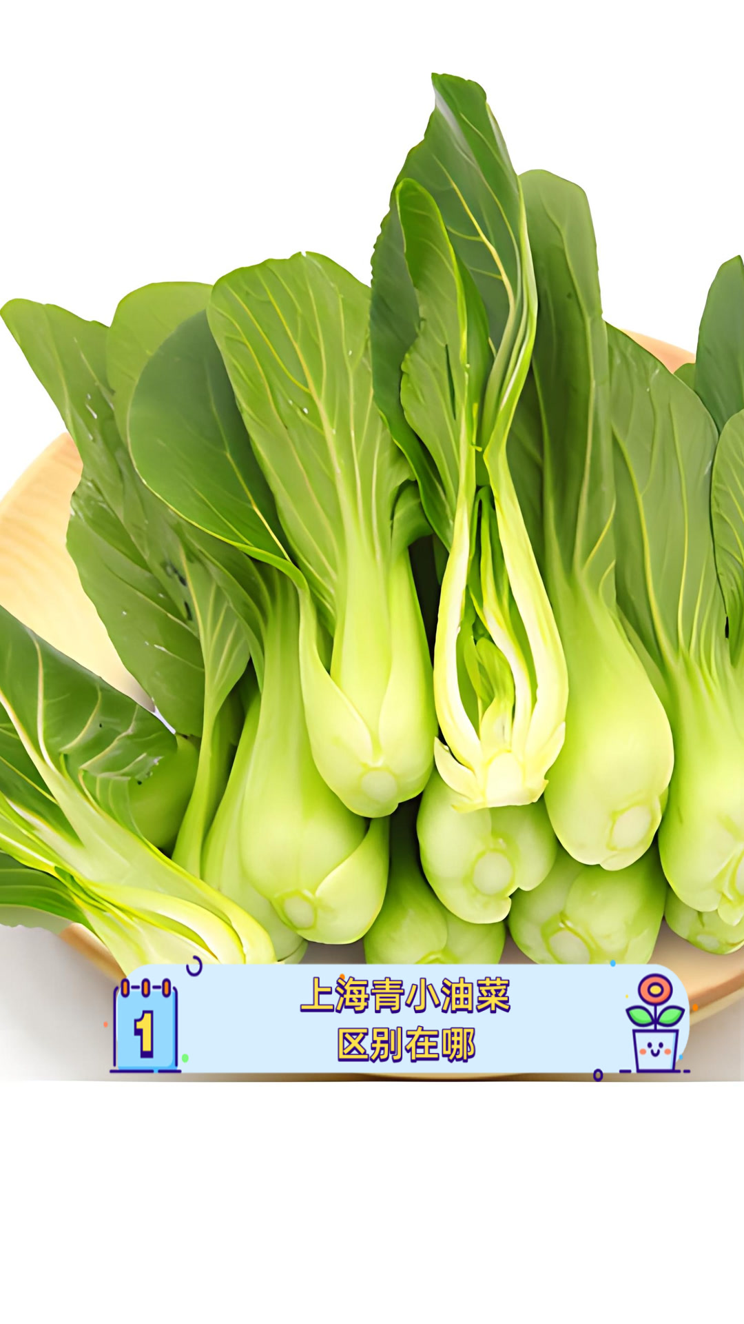 上海青小油菜,区别在哪?