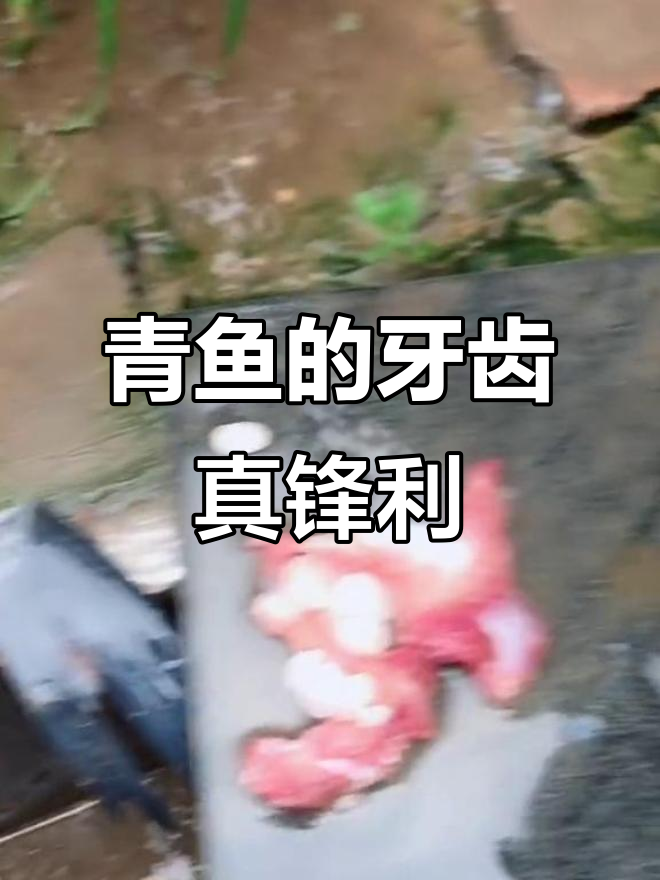 青鱼吃田螺像脆骨,牙齿超多!