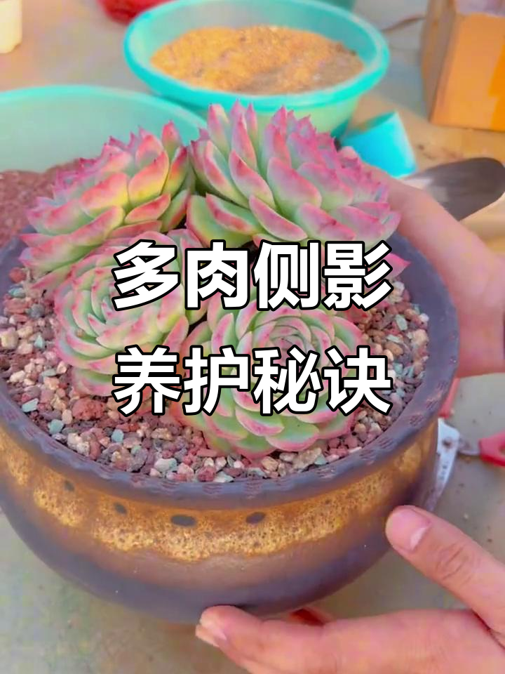 侧影多肉养护全攻略:从浇水到控型技巧