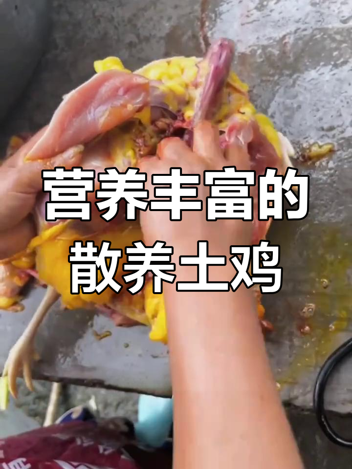 农家散养土鸡与饲料鸡的区别