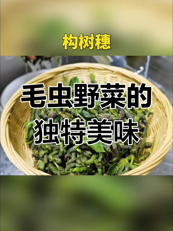 这种野菜蒸一蒸,软糯清香,营养丰富,吃一次就停不下来!