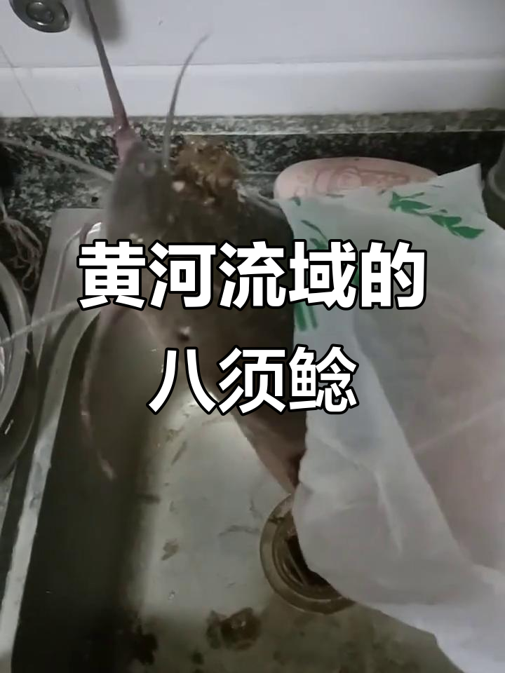 黄河钓到神秘八须鲶鱼,像埃及塘鲺能吃吗?