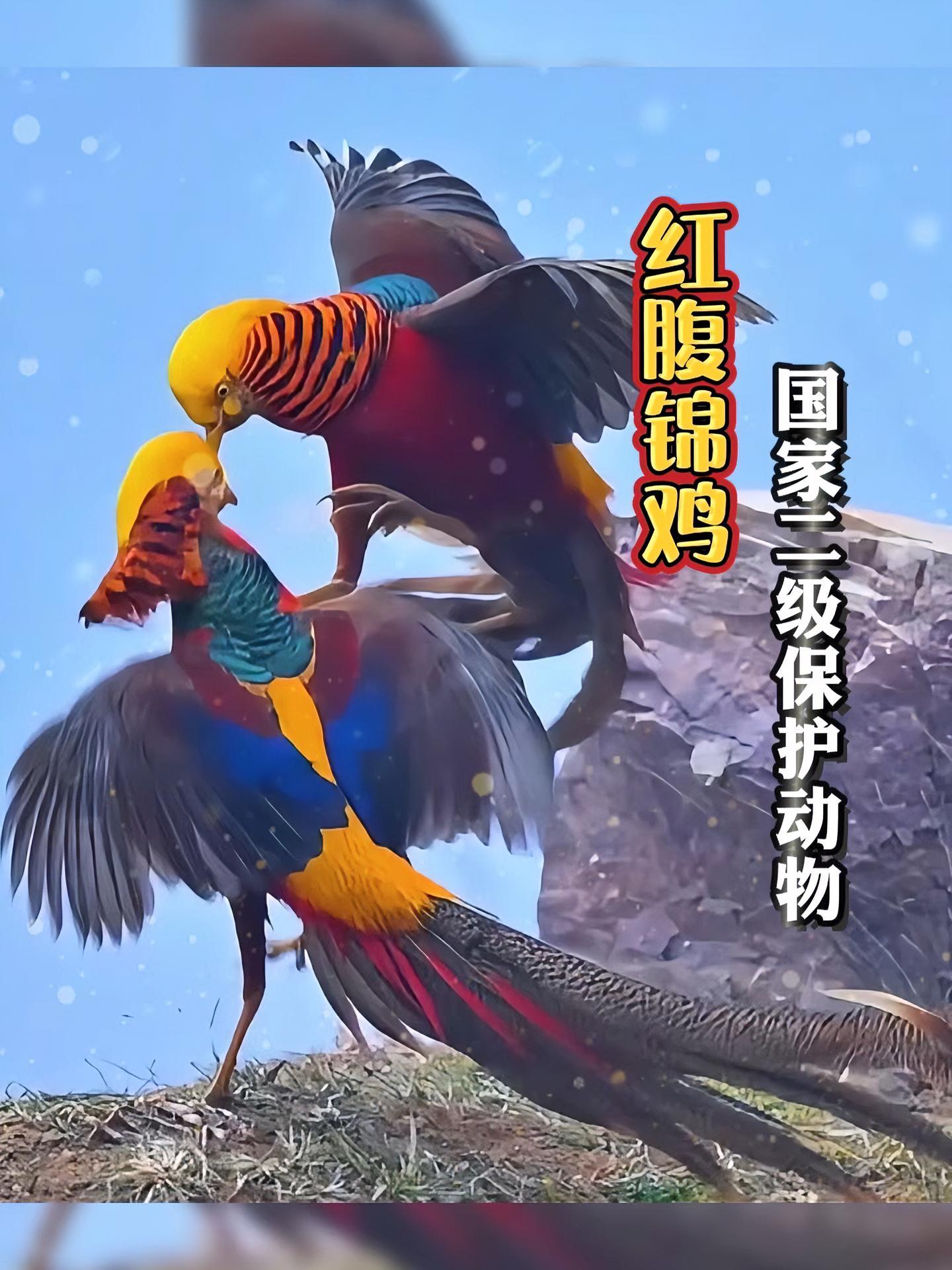 终南山惊现“火凤凰battle”!网友:这架吵得比宫斗剧还精彩!近日,西安网友在终南山公路