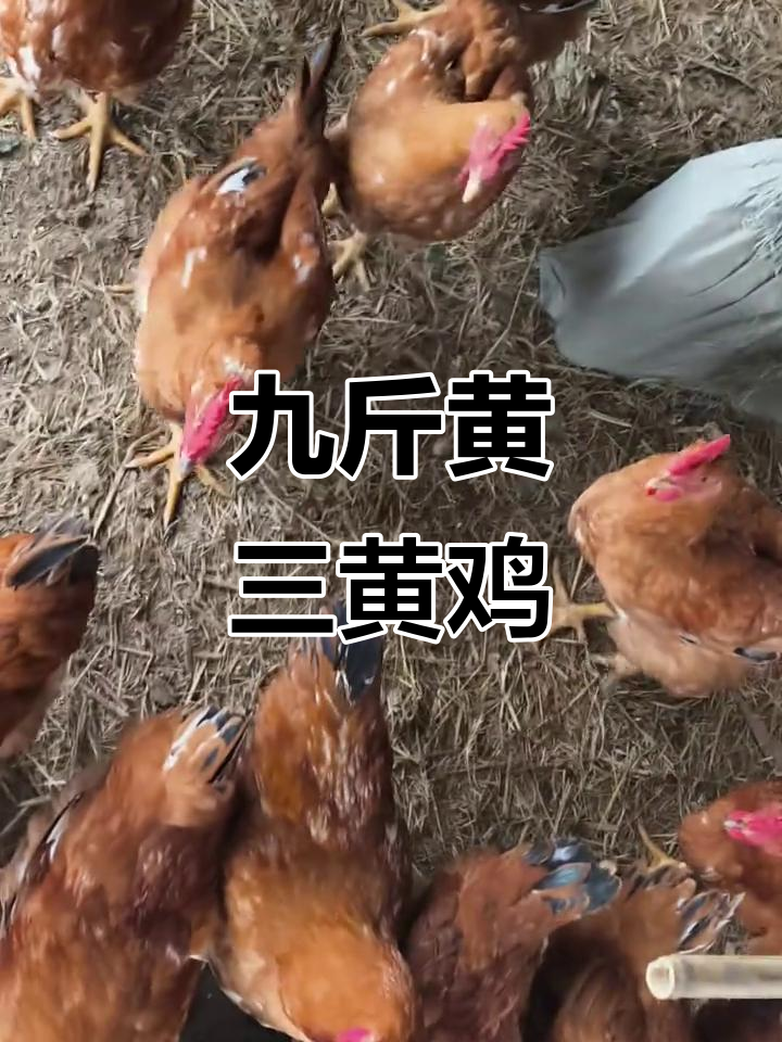 南汇书院九斤黄三黄鸡:生态散养,土味十足