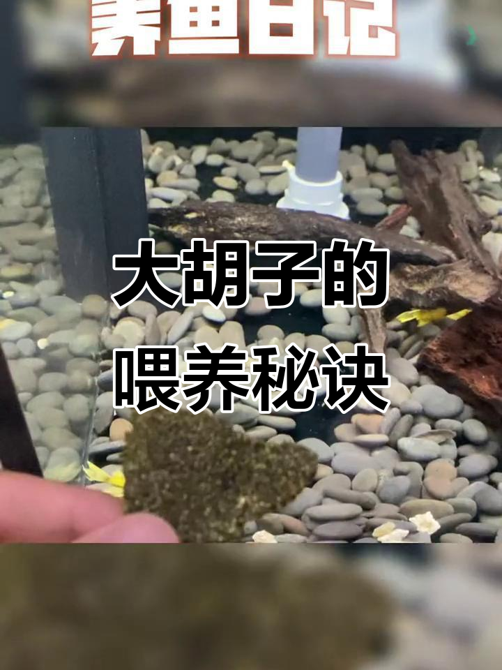 黄金大胡子喂食技巧:菠菜、虾粉饲料搭配,助力繁殖与健康