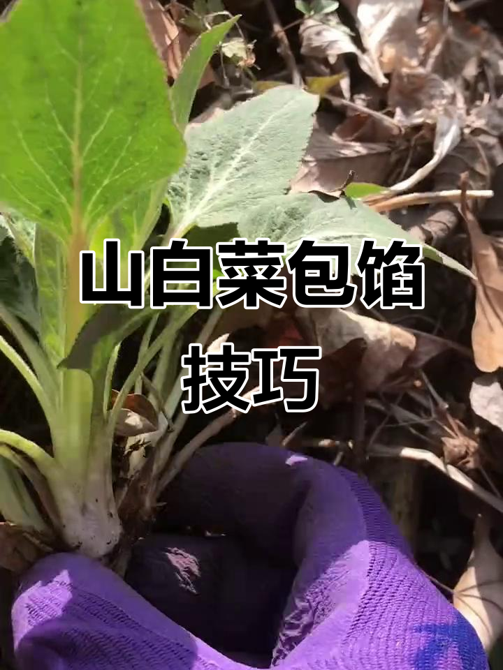 严冬中的春天味道,山白菜与婆婆饼的完美搭配
